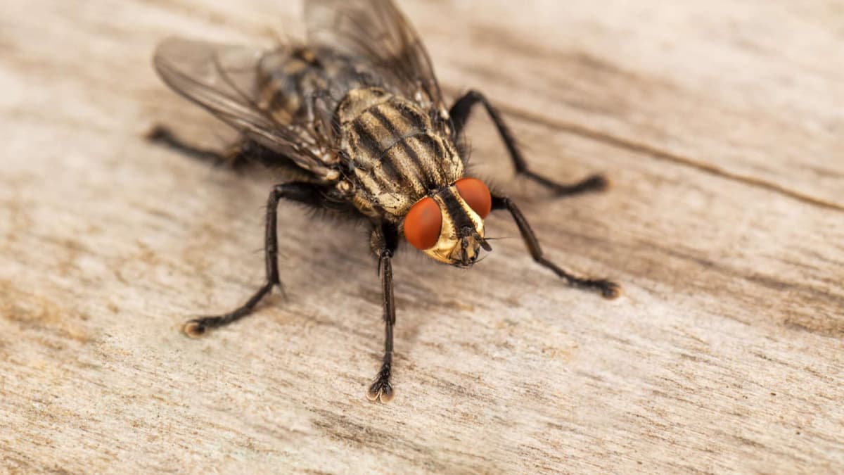 Dicke Fliegen In Der Wohnung Fliegen in der Wohnung bekämpfen: Diese 5 Dinge helfen wirklich