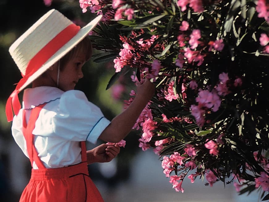 Kinder müssen vor Giftpflanzen wie dem Oleander (Foto) unbedingt geschützt werden