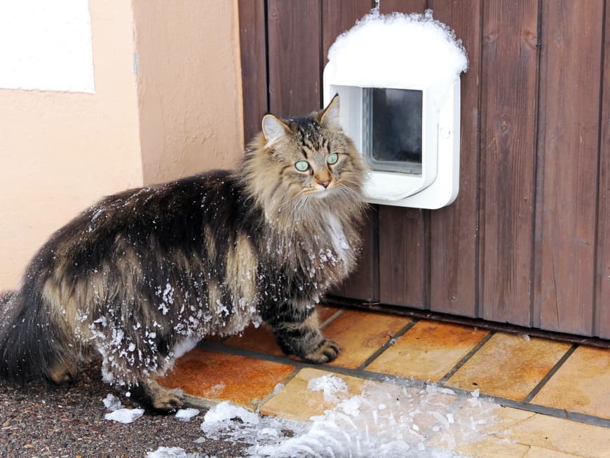 Bei Minusgraden sollten Hauskatzen nicht draußen herumstromern