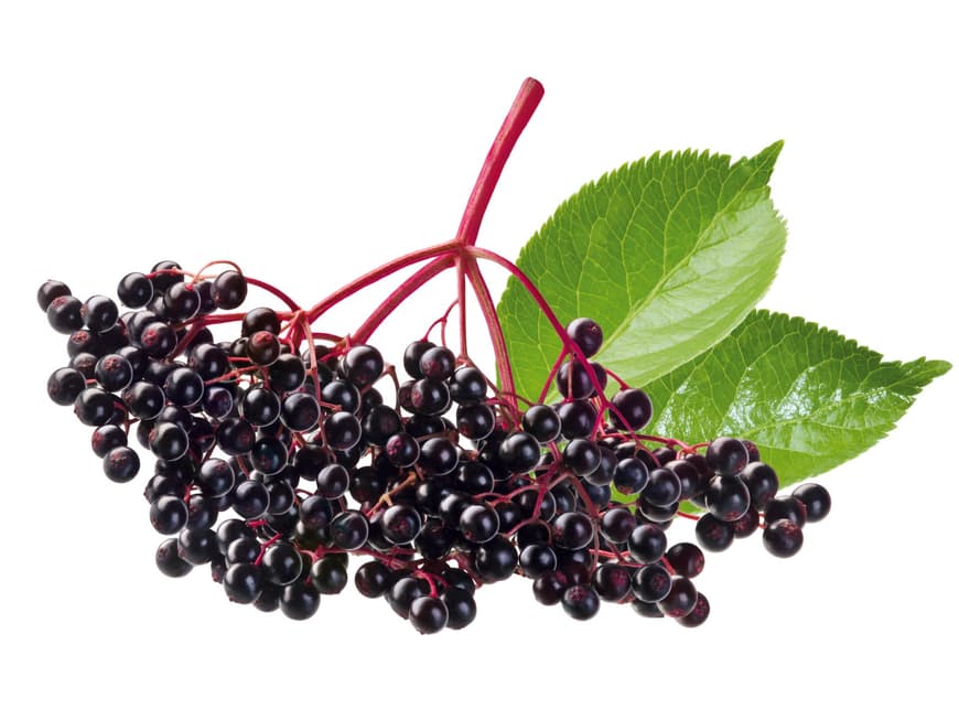 Holunderbeeren sind ein geniales Hausmittel bei Erkältungen 