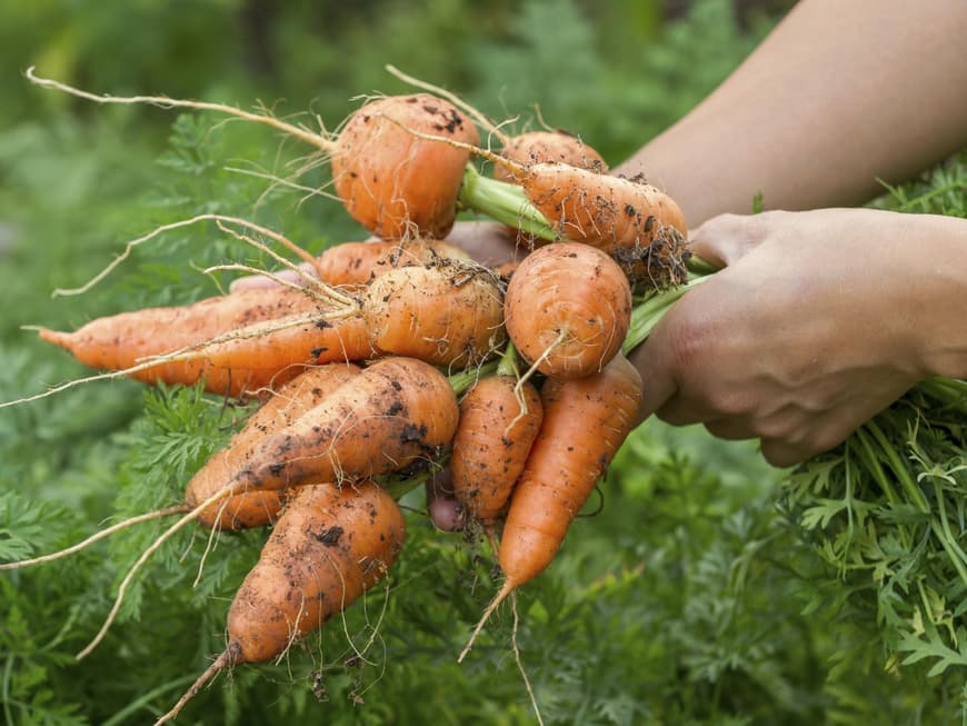 Möhren aus dem eigenen Garten? Lecker geht´s eigentlich nicht