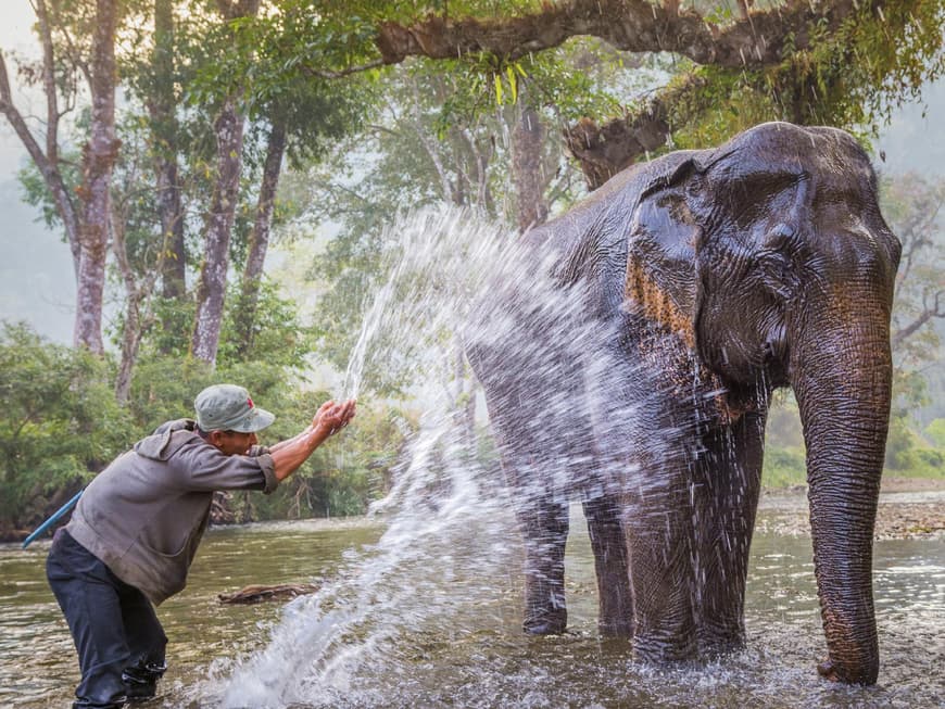 Elefante rreiten oder Elefanten waschen - in Thailand können Sie beides ausprobieren