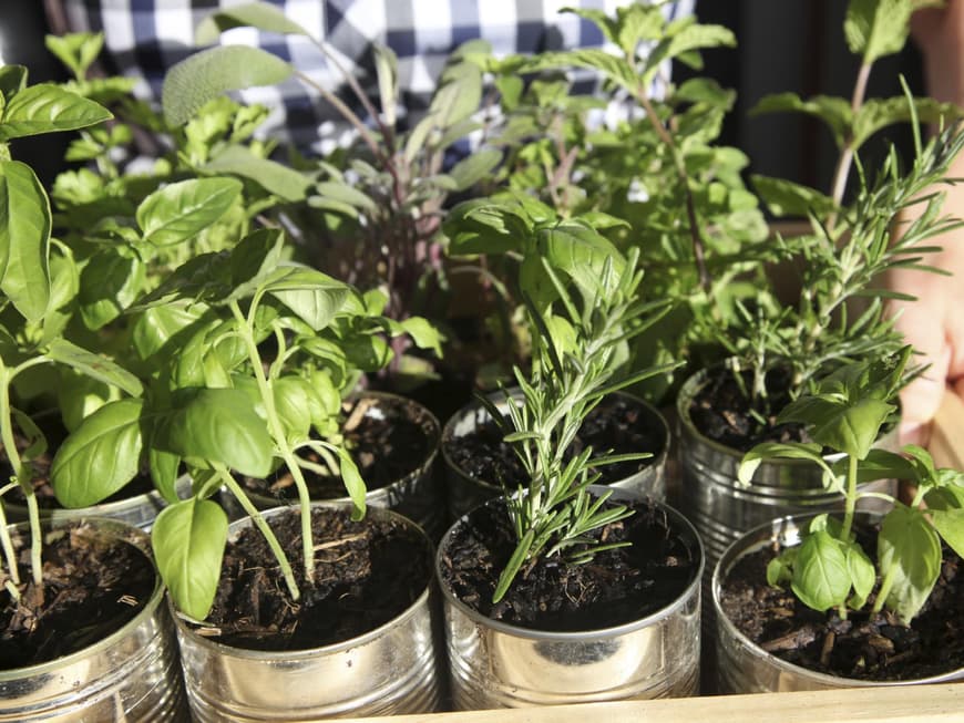 Basilikum, Petersilie und Thymian schmecken aus dem eigenen Garten am besten
