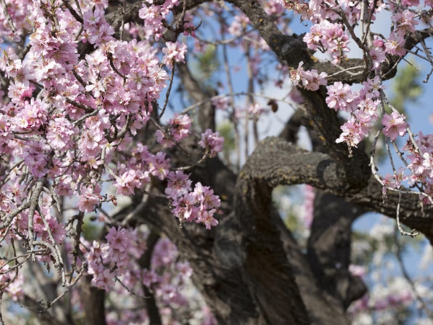 Schon im Januar können die ersten rosa Blüten am Mandelbaum aufleuchten 