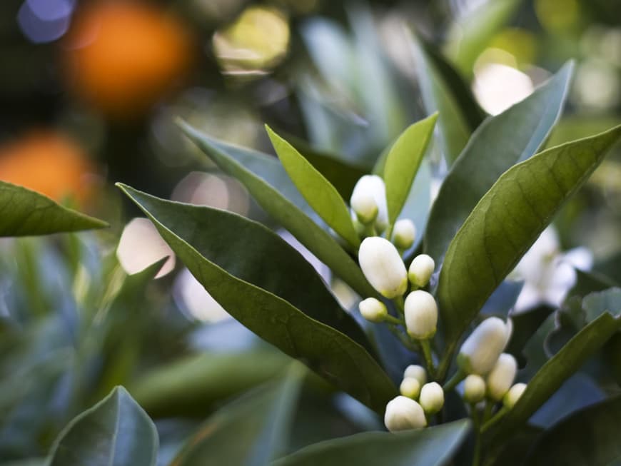 Spanische Orangen frisch vom Baum pflücken können, das ist echter Urlaubsgenuß