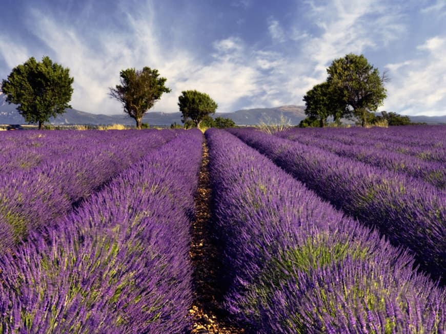 Als Öl hat Lavendel eine kräftigende Wirkung auf Körper und Geist und sorgt für erholsamen Schlaf - perfekt für die typische Waage.