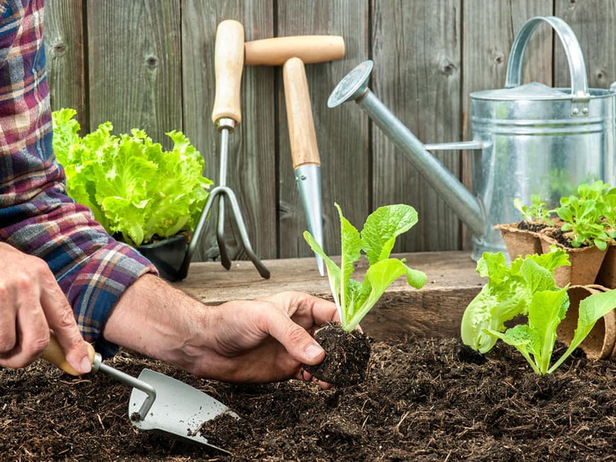 Ob Gemüse oder Blumen – ein Hochbeet können Sie mit allem bepflanzen, was das Herz begehrt. Auf Pflanzen, die viel Platz brauchen, sollten Sie aber besser verzichten