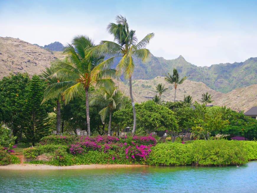Vor allem an den Küsten Hawaiis breitet sich üppige Natur aus