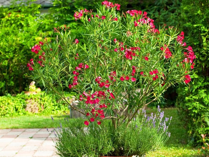 Oleander