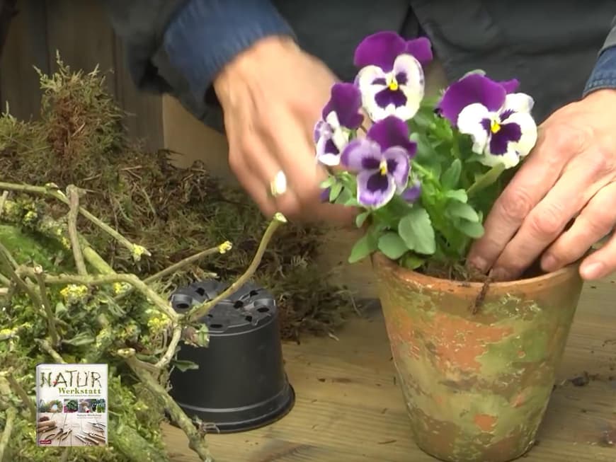 Jetzt im Frühling eignen sich besonders Stiefmütterchen und Vergissmeinnicht. Einfach umtopfen und in einen Tontopf mit Moos pflanzen.