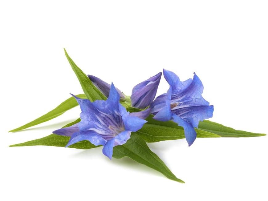 Bachblüte Nr. 12 Gentian