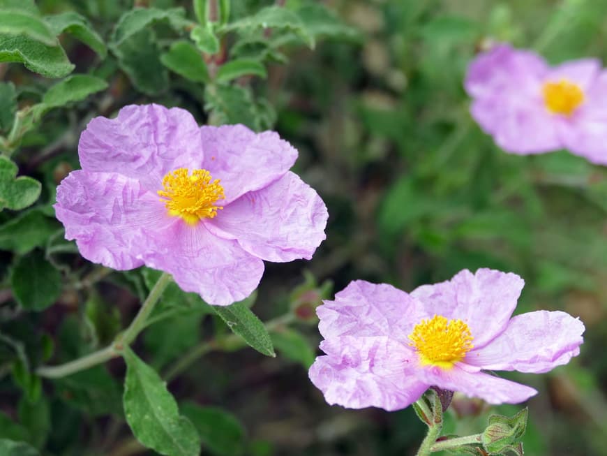 26 Rock Rose