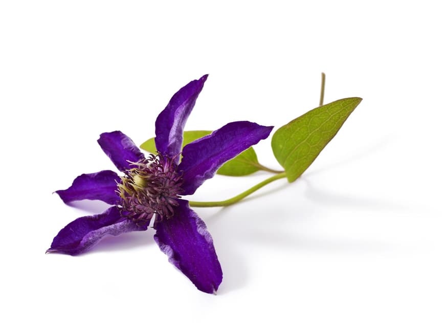9 Clematis