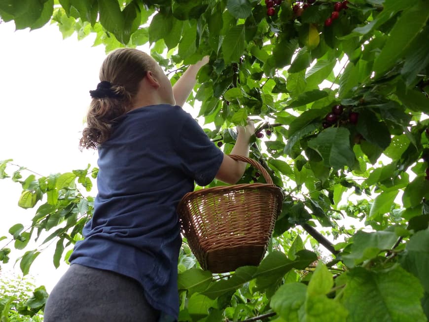 Sollten vollreife Kirschen am Baum hängen und Unwetter sind angesagt, ist eine eilige Ernte geboten; nur zu leicht platzen die dünnhäutigen Sorten. Nach der Ernte können Kirschbäume sehr gut beschnitten werden. 