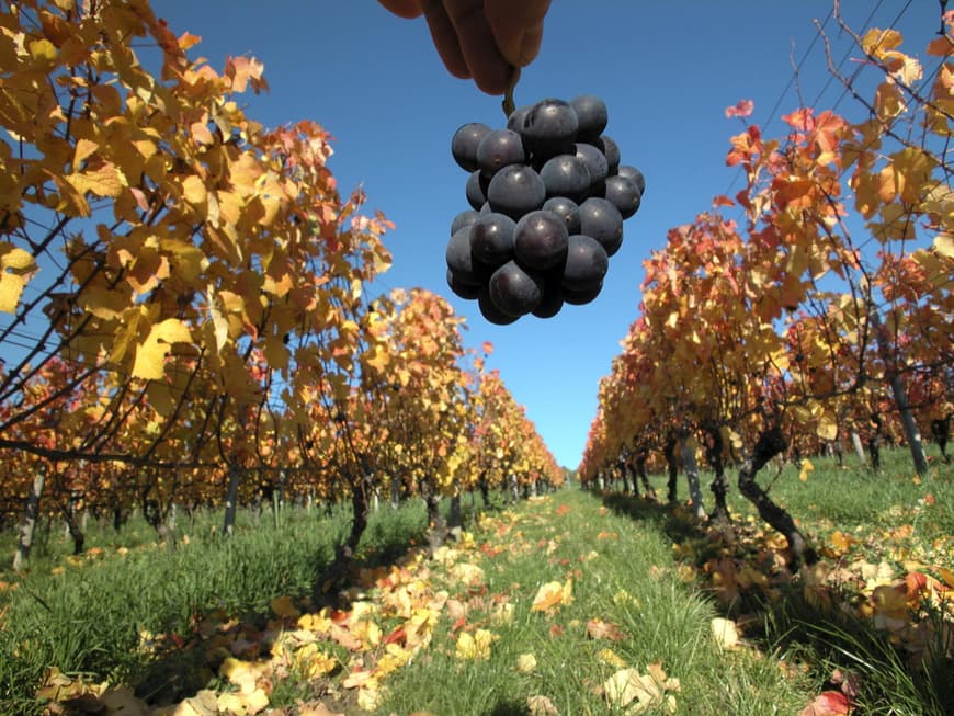 Die Region ist eine wunderschöne Weinregion