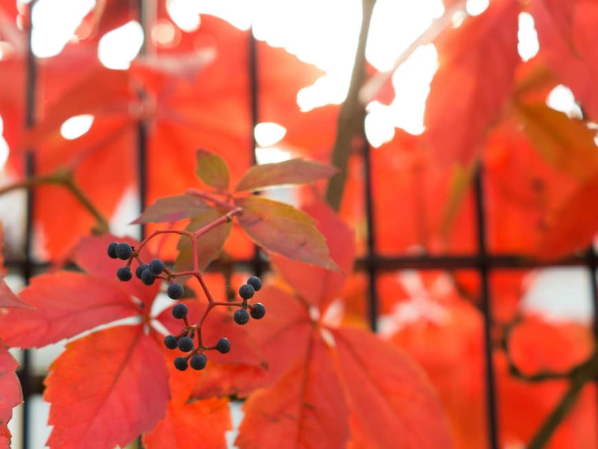Herbst - by Henry Richter