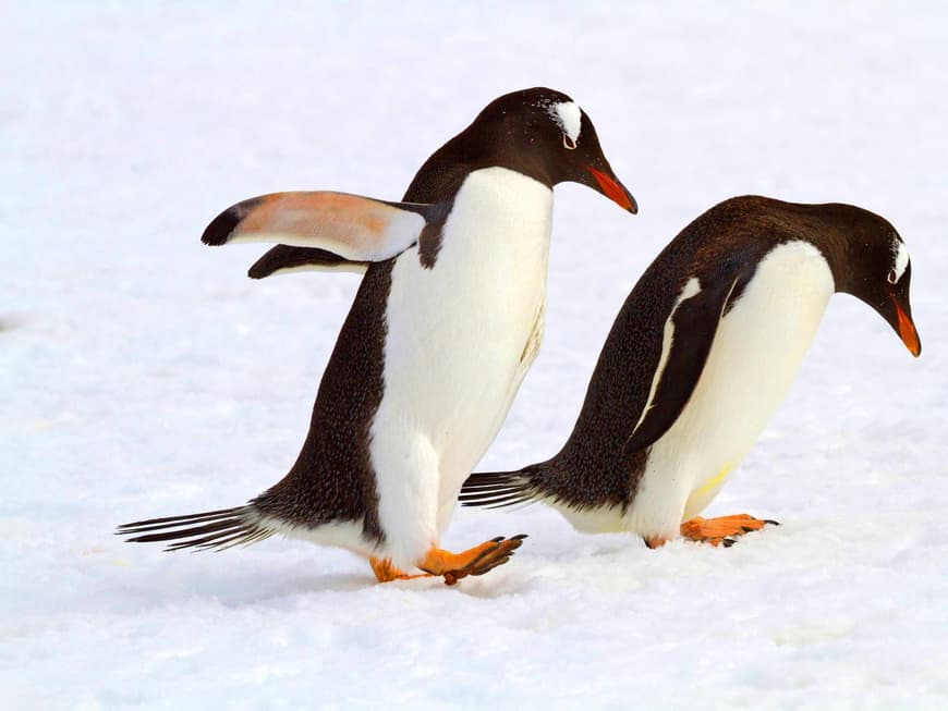 Pinguine wissen, wie man sicher über Glatteis und Schnee kommt