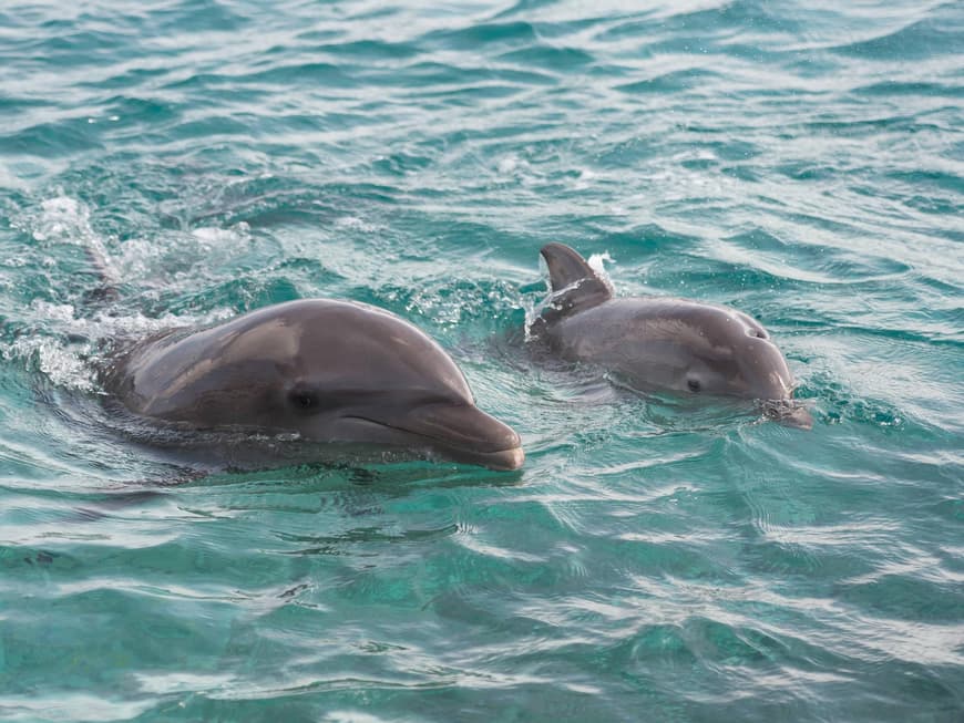 Mit Delfinen schwimmen? Auf Curacao können Sie sich diesen Traum erfüllen