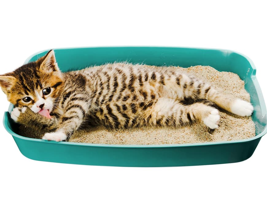 Miau: Wir klauen unserer lieben Miezekatze jetzt ein bisschen Katzenstreu für clevere Haushaltstricks.