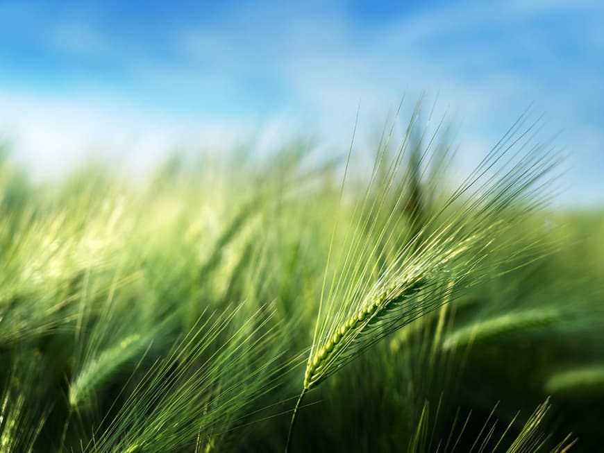 Es gilt als Gesundwunder und neues Superfood, aber wie gesund ist Gerstengras wirklich?