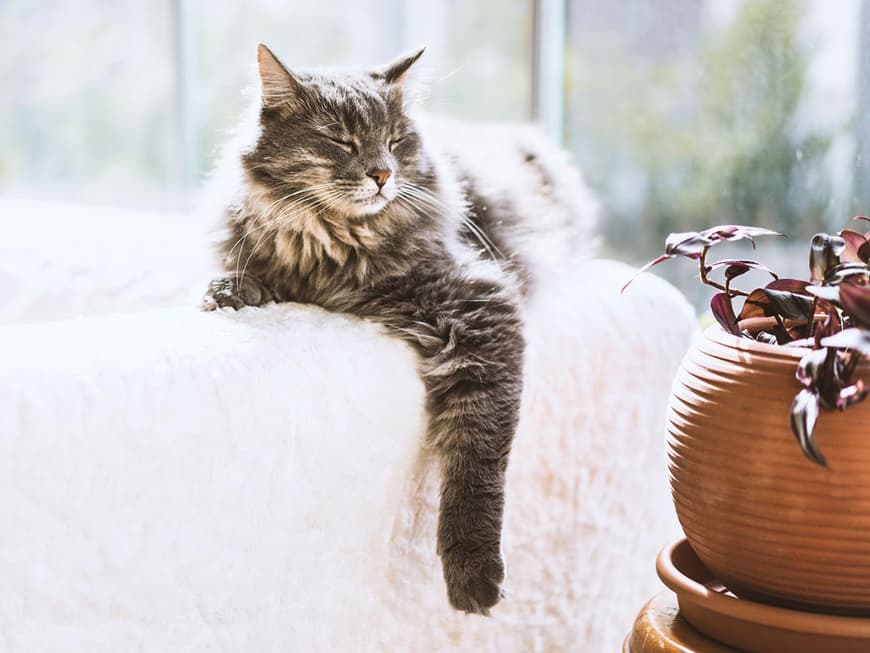 Katze liegt mit halbgeöffneten Augen auf der Sofalehne
