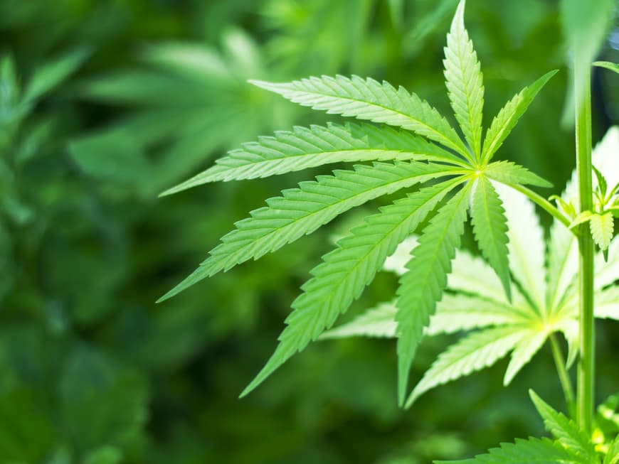 Cannabisblatt