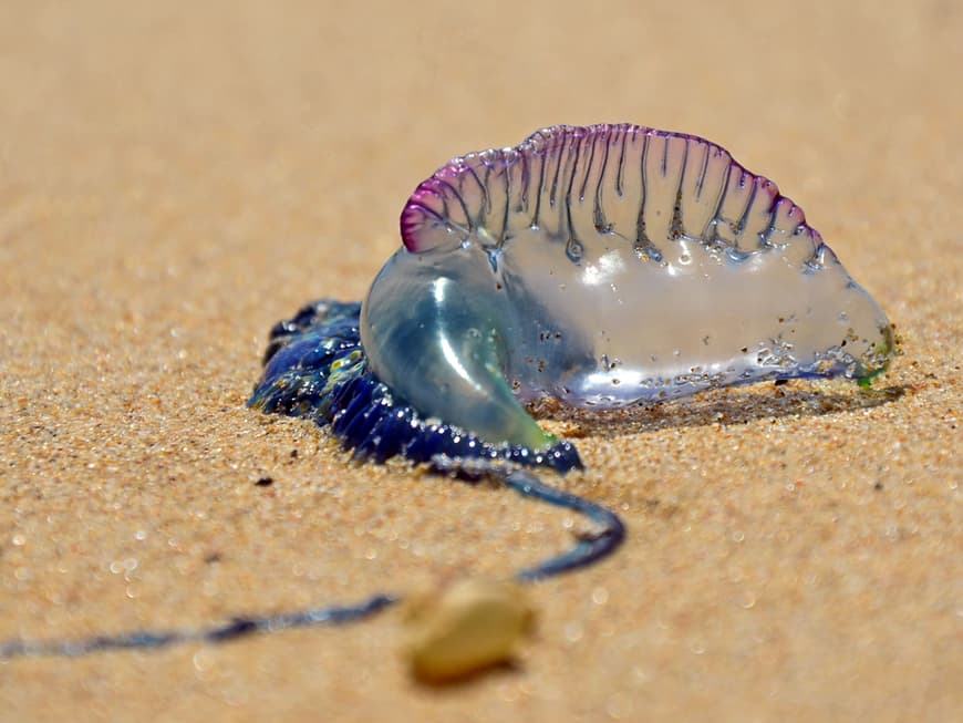 Längliche, bläulich-pink schimmernde Qualle am Strand