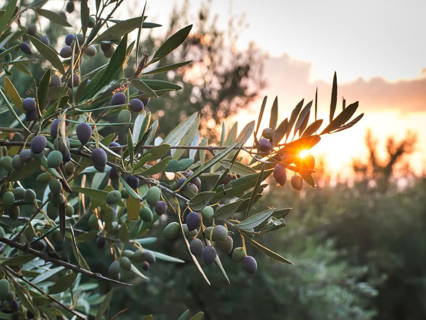 Olivenbäume vorm Sonnenuntergang