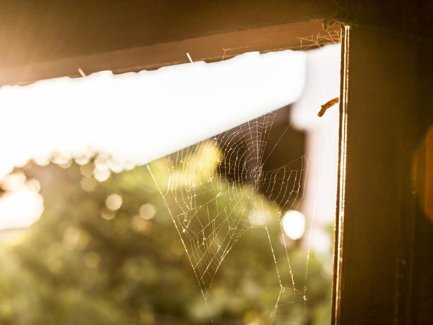 Spinnennetz im Fensterrahmen