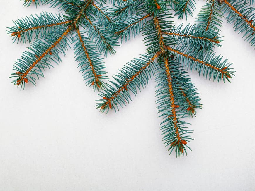Die Blaufichte belegt Platz 2 der beliebtesten Weihnachtsbäume