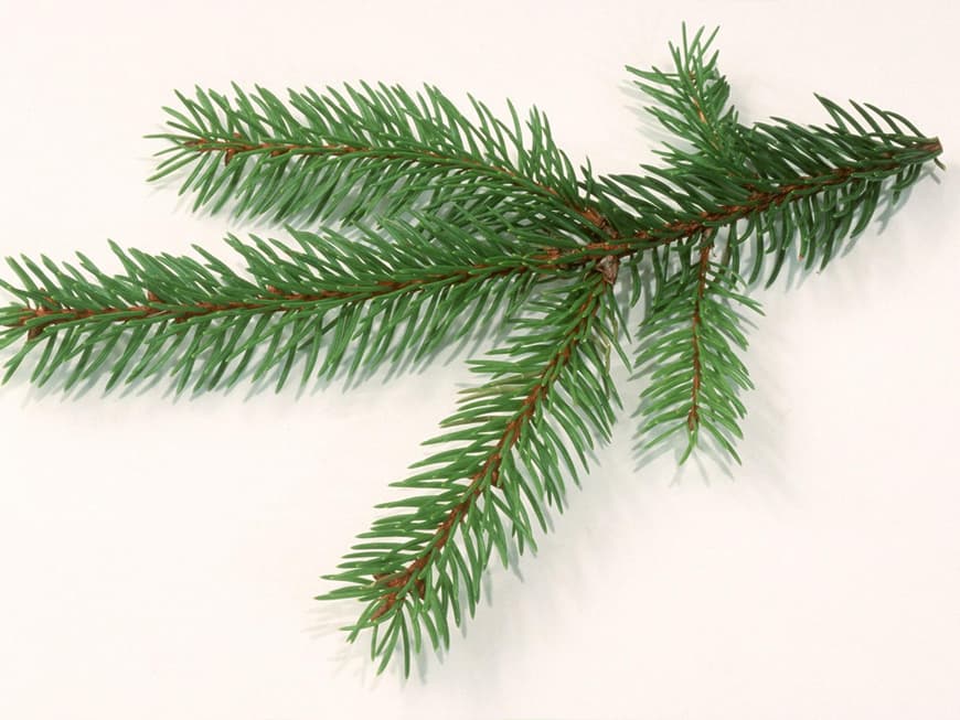 Die Rotfichte ist der preiswerteste Weihnachtsbaum