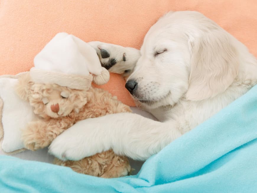Hund liegt mit seinem Teddy im Bett