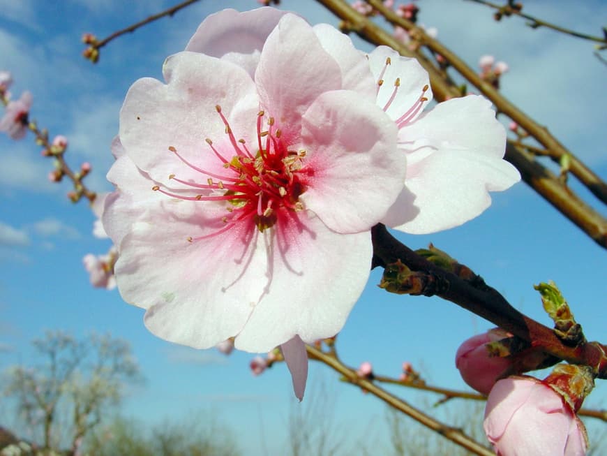 Mandelblüte am Baum