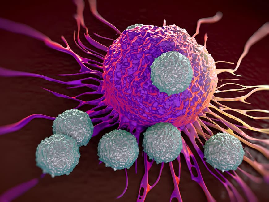 Helferzellen des Immunsystems greifen eine Krebszelle an.