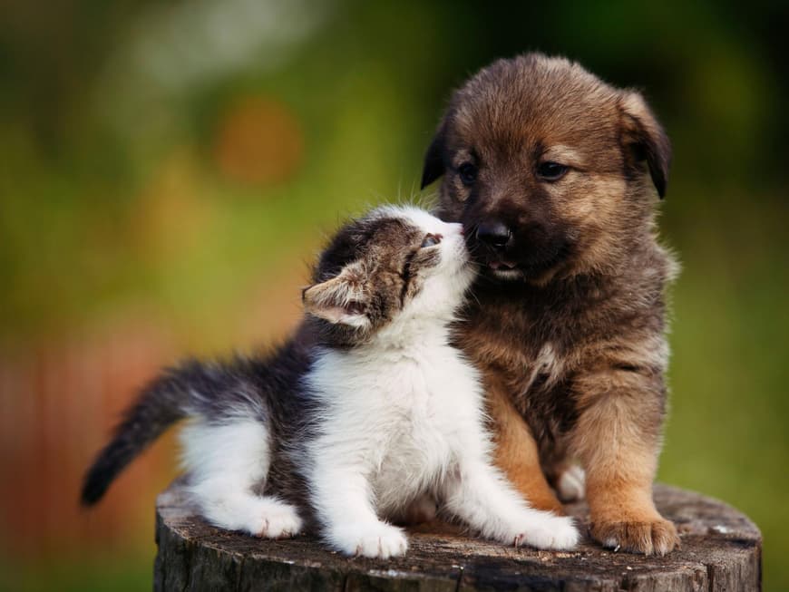 Hund und Katze – Tierkinder beim Schmusen