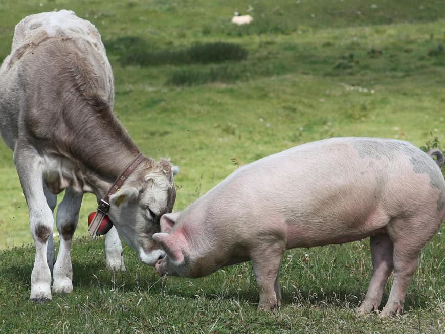Kalb und Schwein beim Schmusen