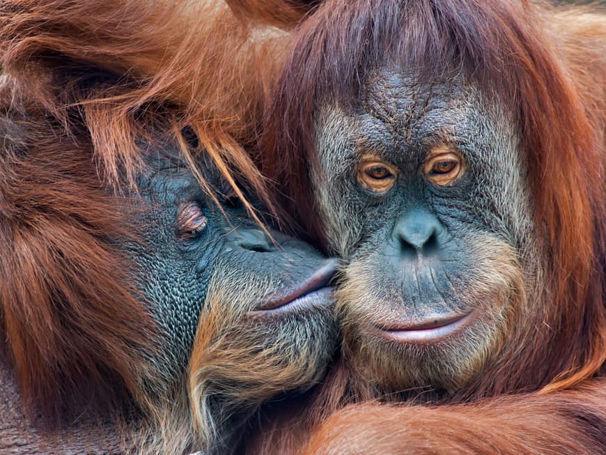 Orang Utans beim Schmusen