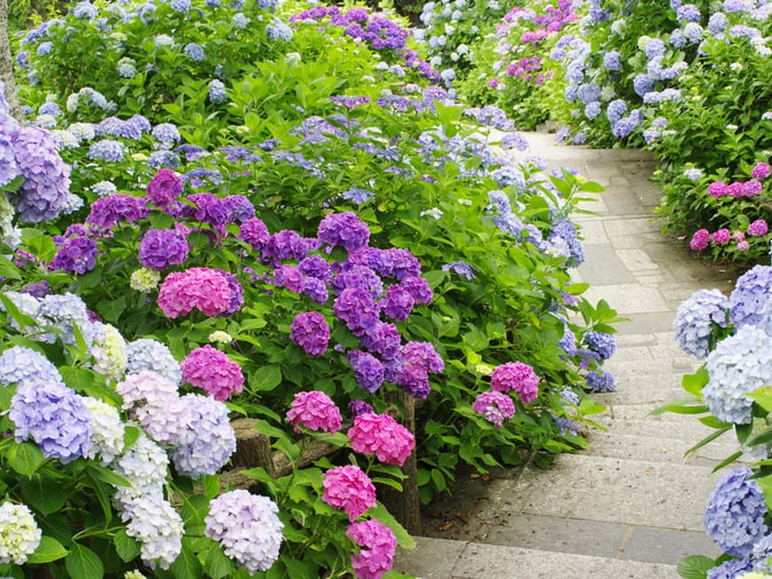 Blaue und rosafarbene Hortensien blühen im Garten