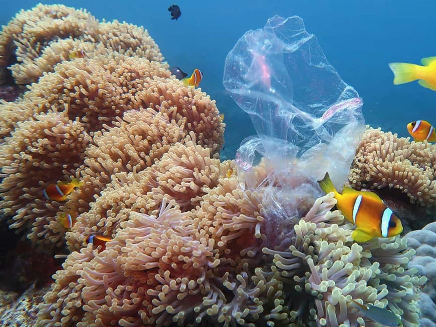 Fische essen Plastik, Menschen essen Fische mit Plastik! Plastikmüll in den Meeren