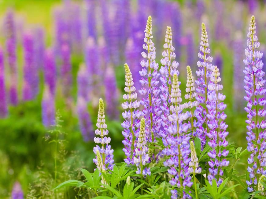 16% wertvolle Ballaststoffe stecken in den Samen der Süßlupine. Aus ihnen wird neben Mehl und Joghurt beispielsweise auch eine koffeinfreie Kaffee-Alternative hergestellt