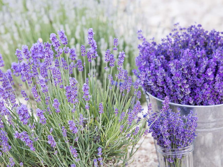 Allzweckreiniger mit Lavendel