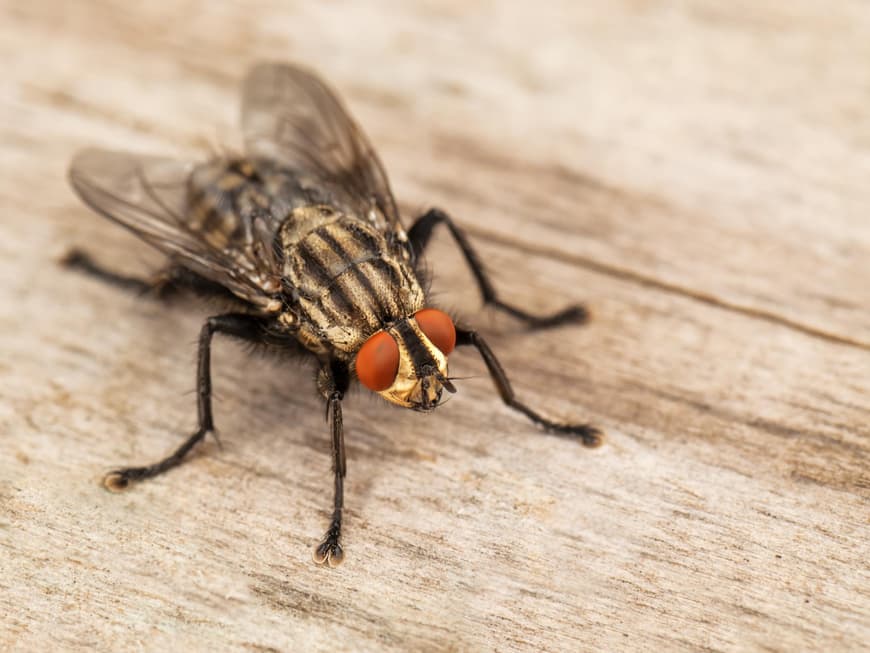 Fliege auf Holz