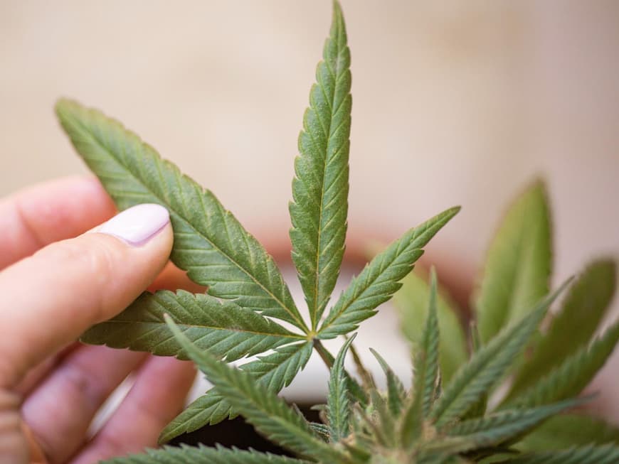 Cannabis-Pflanze 