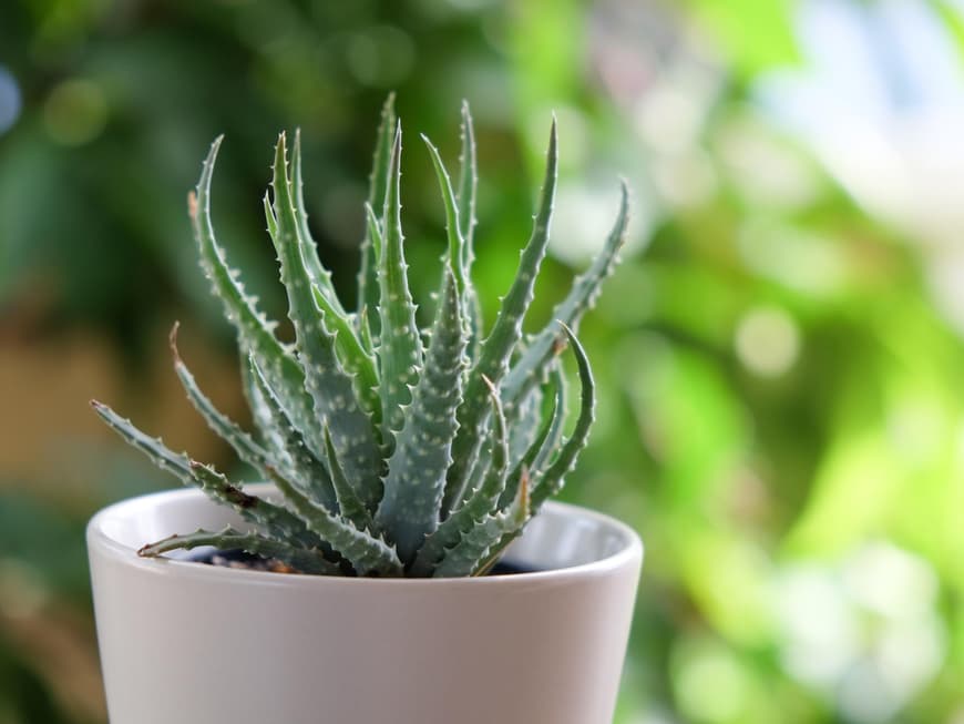 Aloe Vera