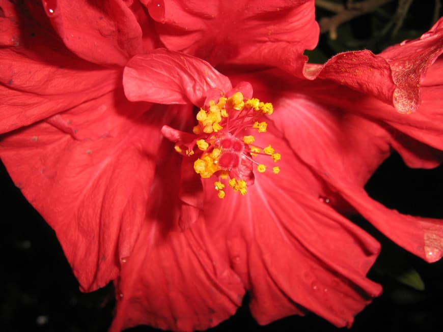 Hibiskus