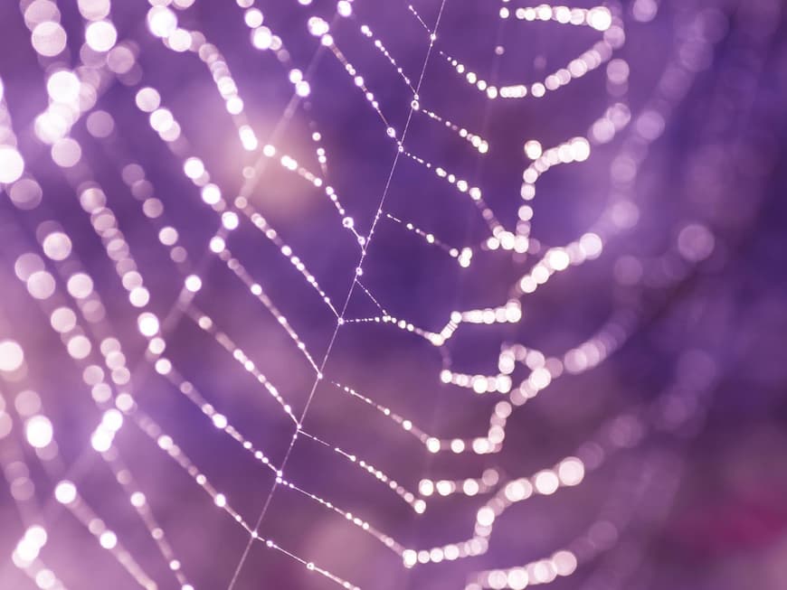 Spinnennetz