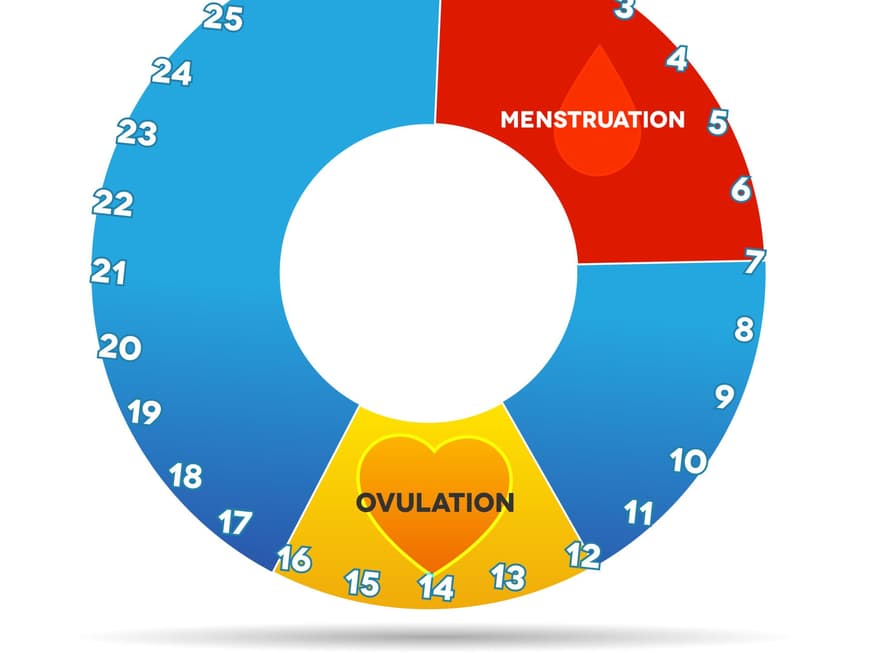 Der Menstruationszyklus, in der Regel wiederholen sich die Tage