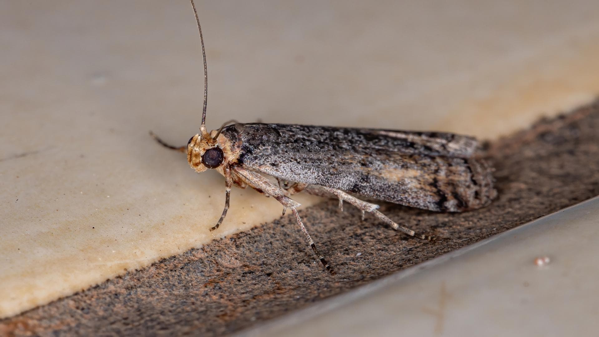 Motten bekämpfen Die 3 besten Tipps