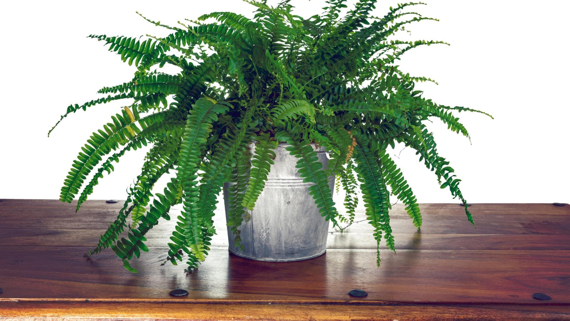 Für erholsame Nächte: Die besten Pflanzen fürs Schlafzimmer