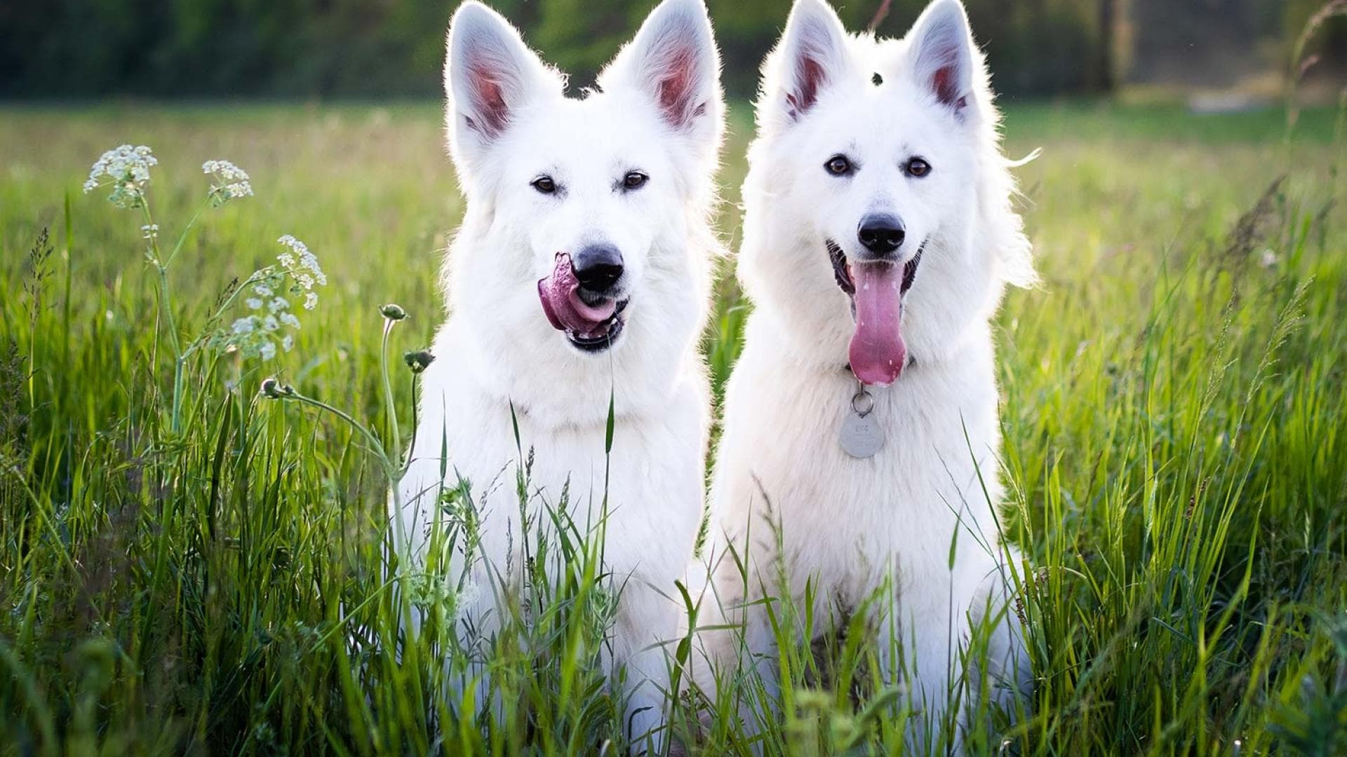 Sternzeichen Löwe Welcher Hund Passt Zu Mir